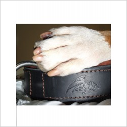 Collier Dogz Paradize