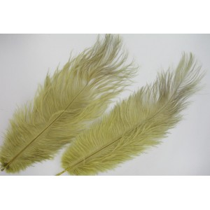 Plumes d'autruche